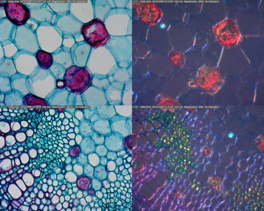 DINO-LITE ILUMINADOR BL-CDW 3