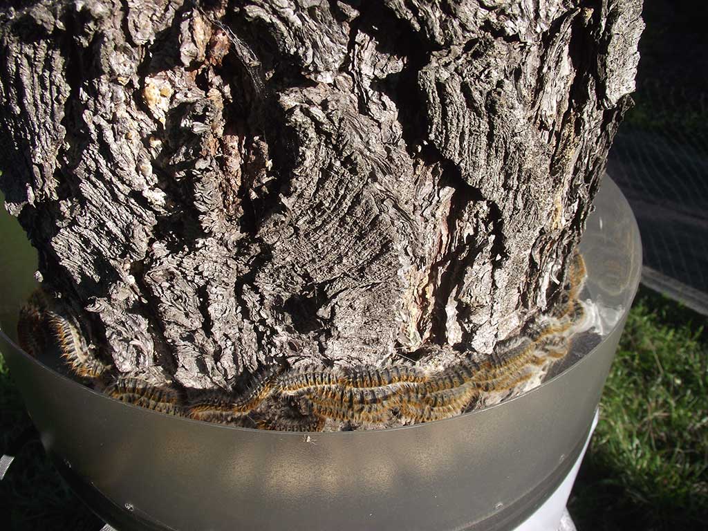 ECOPIEGE 30CM COLLAR PARA EL CONTROL DE LA ORUGA DE LA PROCESIONARIA 5