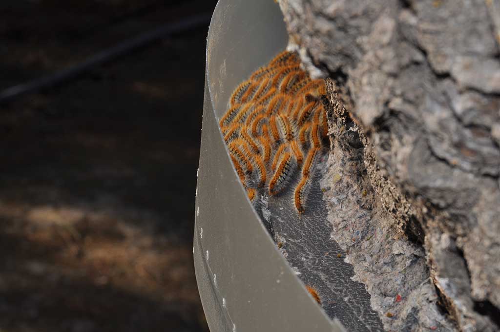 ECOPIEGE 30CM COLLAR PARA EL CONTROL DE LA ORUGA DE LA PROCESIONARIA 4