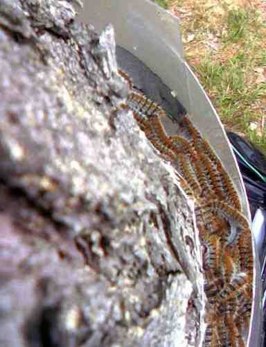 ECOPIEGE 30CM COLLAR PARA EL CONTROL DE LA ORUGA DE LA PROCESIONARIA 7