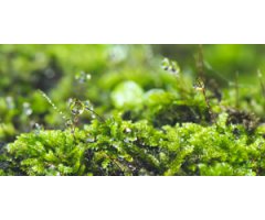 INICIAR-SE EN LA IDENTIFICACIÓ DELS BRIÒFITS