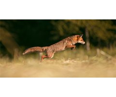 Wildlife photographers and their hides