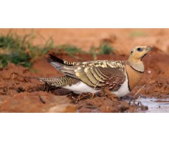 GLOBAL BIRD WEEKEND