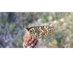 EQUIP BÀSIC PER INICIAR-SE EN L'OBSERVACIÓ DE LES PAPALLONES