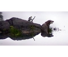 WE SUPPORT MONITORING OTTER PROJECT