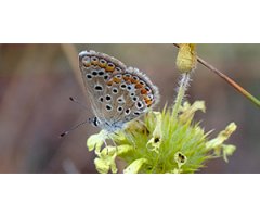 NEW OxigeNATs ONLINE SERIES