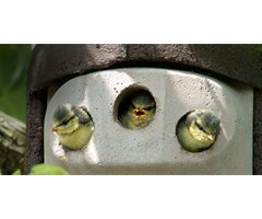 NEST BOXES