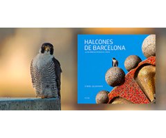 HALCONES DE BARCELONA