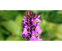 ORCHID OBSERVATION EQUIPMENT