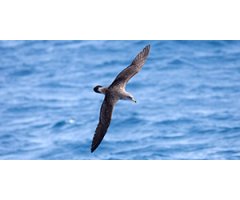 SEABIRD IL·LUSTRA