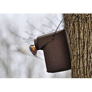 3SV ENTRADA OVAL CAJA NIDO ANTIDEPREDADORES PARA TORCECUELLO Y OTRAS ESPECIES 3