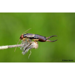 REFUGIO PARA TIJERETAS Y MARIQUITAS (3 UNIDADES) 3