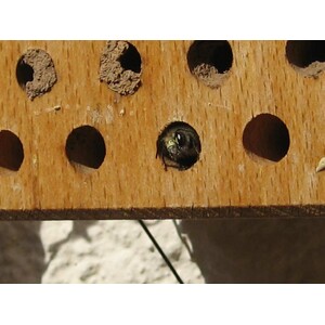 NIDO DE HIMENÓPTEROS DE MADERA 3