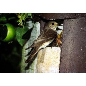 2H CAJA NIDO PARA PETIRROJO O COLIRROJO 4