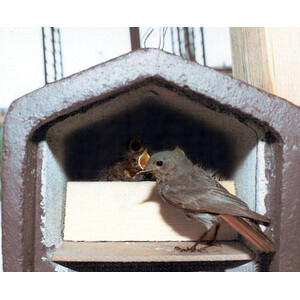 2HW CAJA NIDO DE FRONTAL ABIERTO EN V PARA COLIRROJO Y OTROS 3