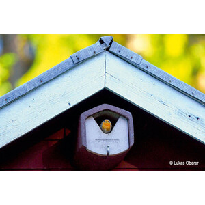 2HW CAJA NIDO DE FRONTAL ABIERTO EN V PARA COLIRROJO Y OTROS 4