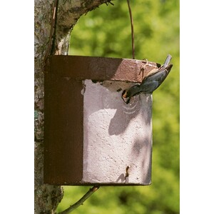 5KL CAJA NIDO PARA TREPADOR AZUL_1