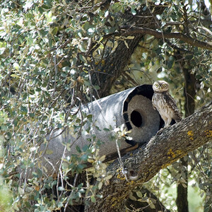 NR. 20 CAJA NIDO PARA MOCHUELO COMÚN_1