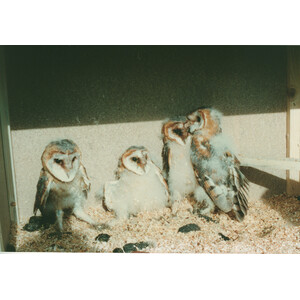 Nº 23 CAJA NIDO PARA LECHUZA COMÚN_1