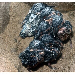 CAJA NIDO PARA MARTÍN PESCADOR O AVIÓN ZAPADOR 7