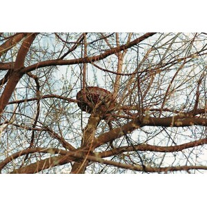 CESTA DE MIMBRE PARA RAPACES PEQUEÑAS_1