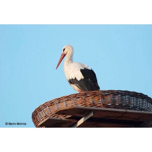 CESTA DE MIMBRE PARA CIGÜEÑAS_1