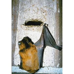 2F CAJA NIDO UNIVERSAL PARA MURCIÉLAGOS_1