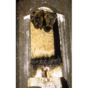 2FN CAJA NIDO ESPECIAL CON DOS ENTRADAS PARA MURCIÉLAGOS 4