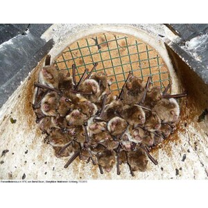 1FW REFUGIO DE INVIERNO PARA MURCIÉLAGOS 5