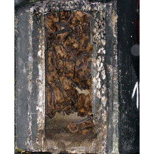 1FW REFUGIO DE INVIERNO PARA MURCIÉLAGOS 6