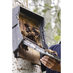 1FF REFUGIO PARA MURCIÉLAGOS 3