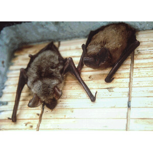 1FF REFUGIO PARA MURCIÉLAGOS 4