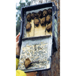 1FF REFUGIO PARA MURCIÉLAGOS 5