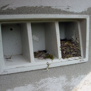 1SP CAJA NIDO TIPO TERRAZA PARA GORRIONES 4