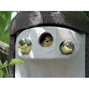 2GR CAJA NIDO ANTIDEPREDADORES 3 ENTRADAS 3