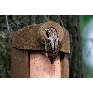 3SV ENTRADA 34MM CAJA NIDO ANTIDEPREDADORES PARA TORCECUELLO Y OTRAS ESPECIES 3