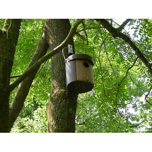 1CGA CAJA NIDO PARA CARRACA 4