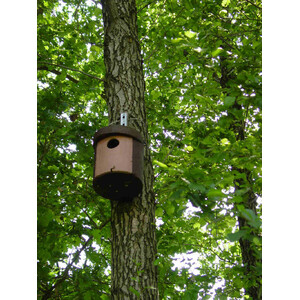 1CGA CAJA NIDO PARA CARRACA 5