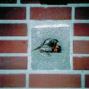 NIDO LADRILLO PARA COLIRROJOS TYP 26_1