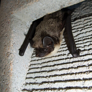 1FR REFUGIO PARA MURCIÉLAGOS 3