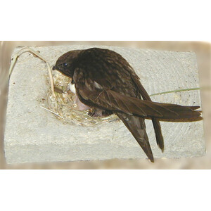 CUBETA PARA NIDO DE VENCEJO DE HORMIGÓN DE MADERA_1