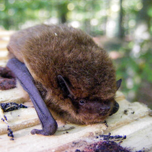 1FD CAJA NIDO PARA MURCIÉLAGOS 4