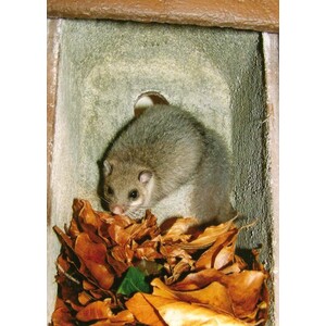 1KS CAJA NIDO PARA LIRONES 4