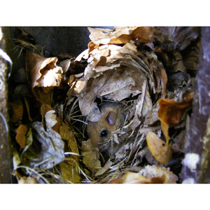 1KS CAJA NIDO PARA LIRONES 5