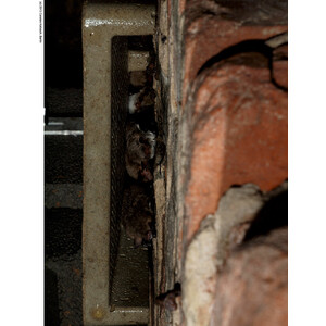 1GS REFUGIO PARA MURCIÉLAGOS 3