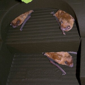 1FFH REFUGIO O CAJA NIDO PARA MURCIÉLAGOS_1