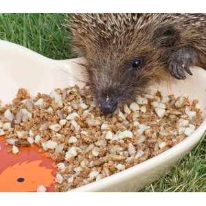 ILH-1 COMIDA ESPECIAL PARA ERIZOS 500G 3