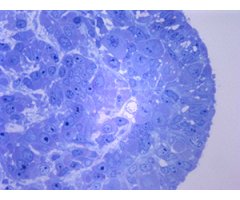 TINCIÓN PARA MICROSCOPIA - AZUL DE METILENO       