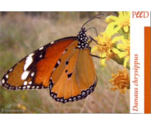 IMAN MARIPOSA DANAUS CHRYSIPPUS