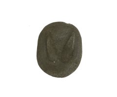 MOLDE HUELLA CRÍA CAPREOLUS CAPREOLUS (CORZO, CABIROL, ORKATZ)